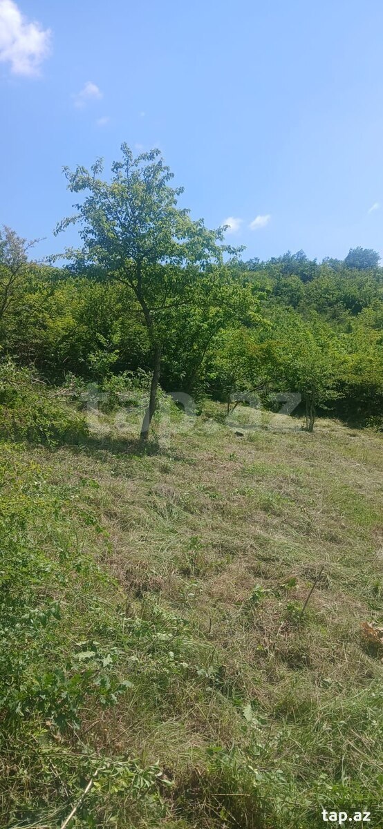 Torpaq satılır, Tircan, İsmayıllı