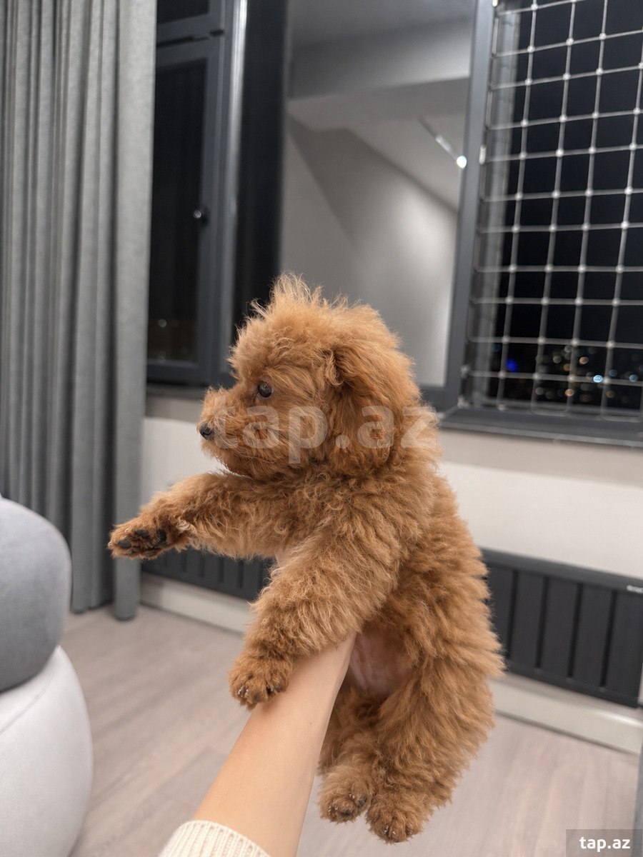 Mini toy pudel