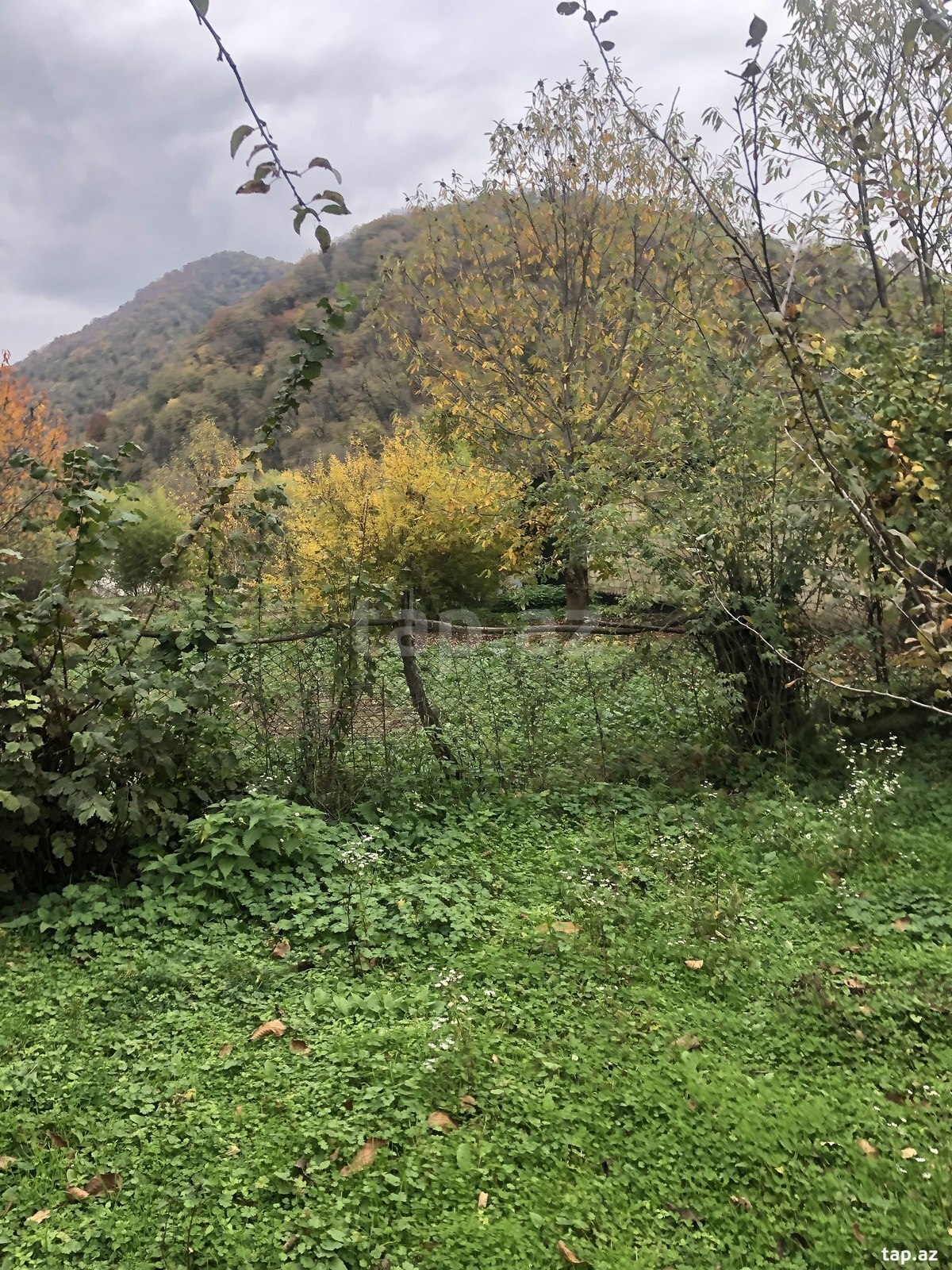 Torpaq satılır, Qəbələ, Qəbələ