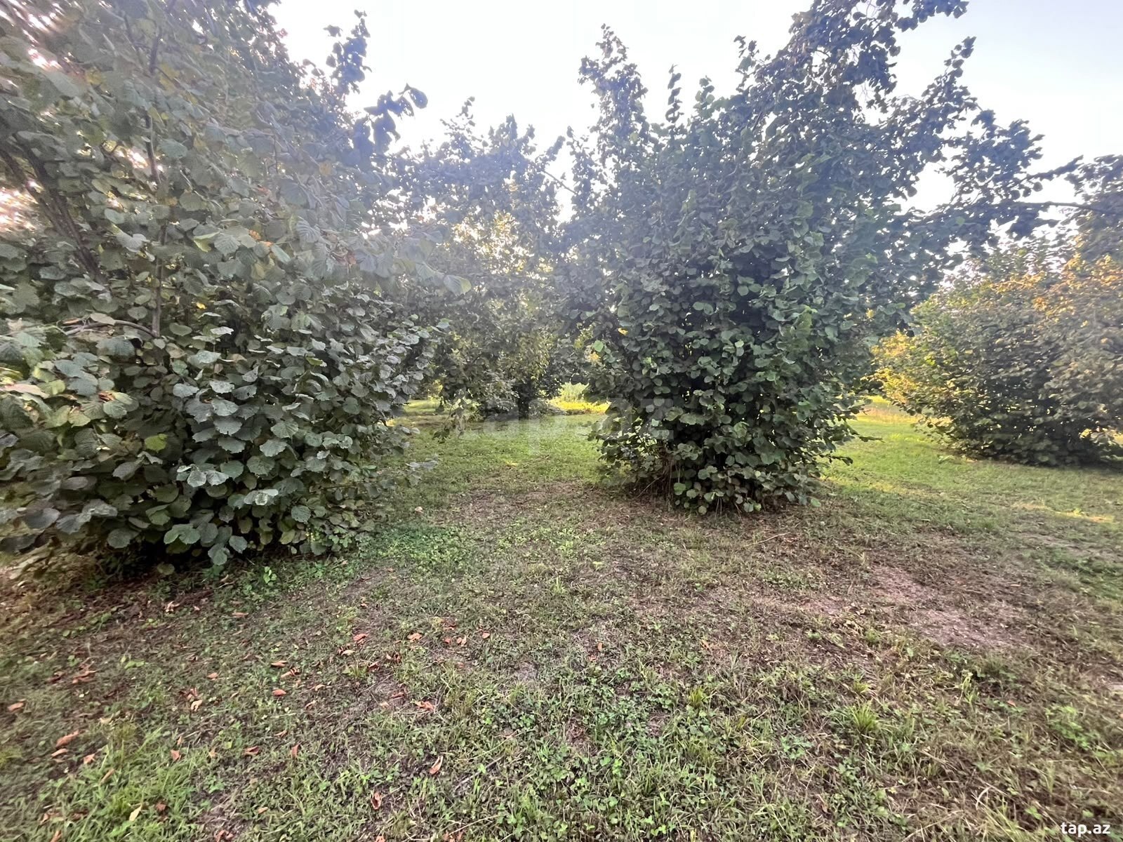 Land for sale, Soltannukha, Gabala