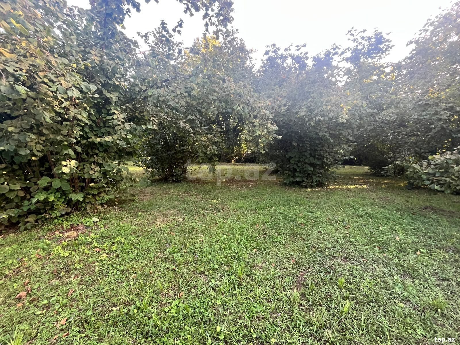 Land for sale, Soltannukha, Gabala