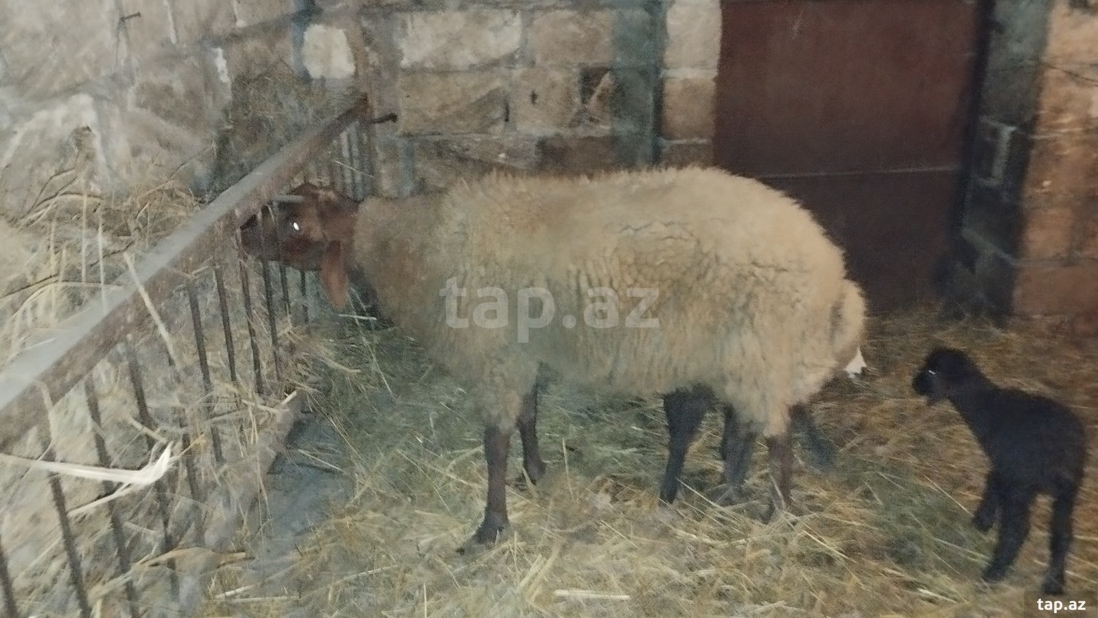 Qoyunlar