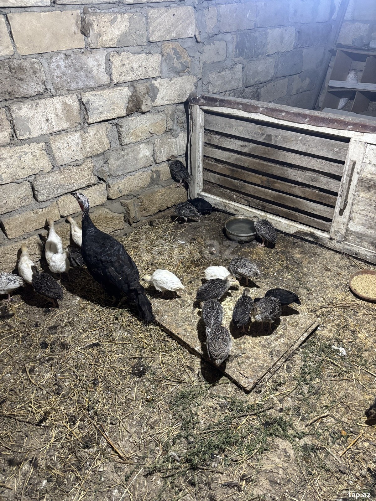 Hinduşkalar