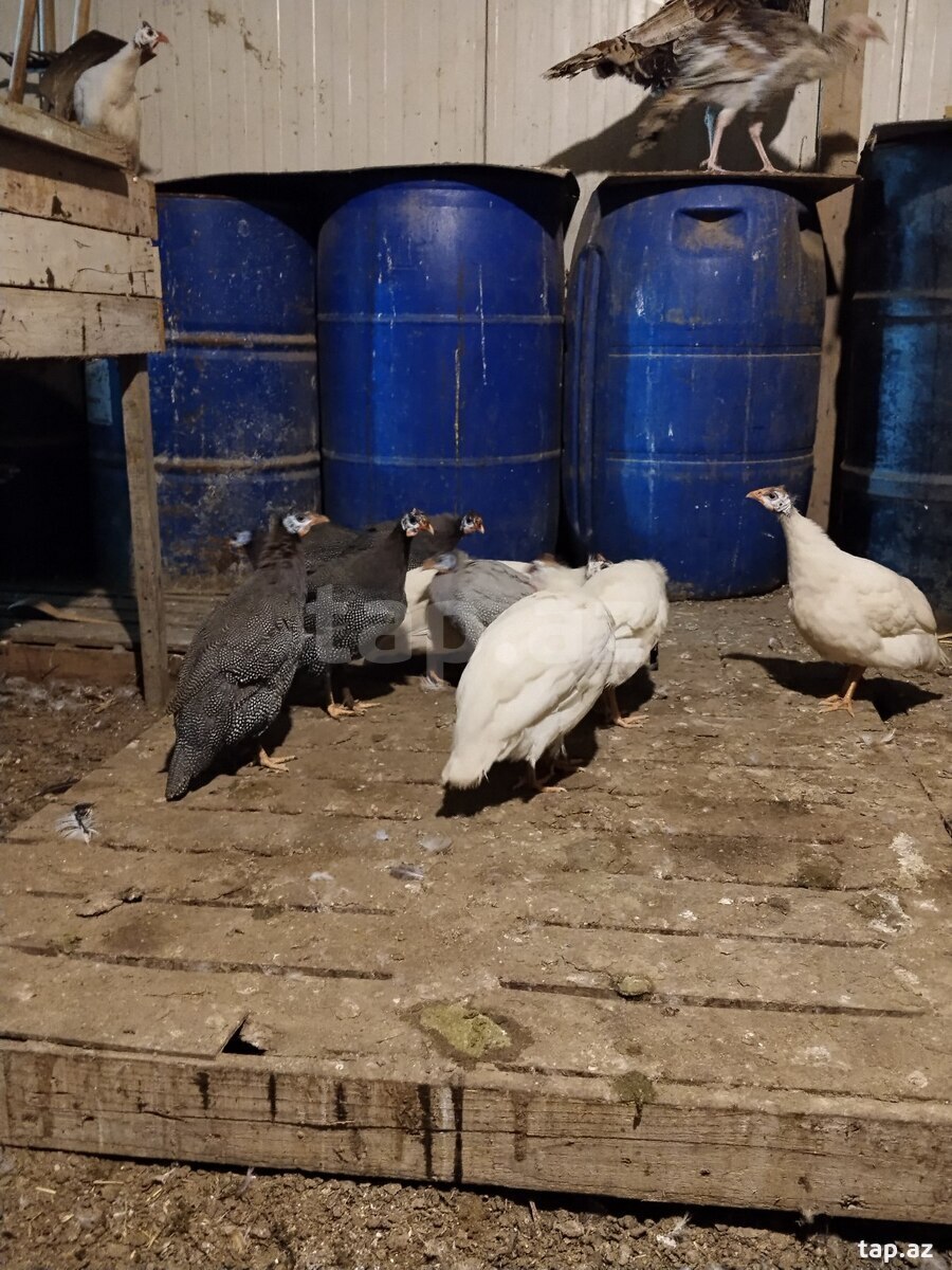 Firəng quşları