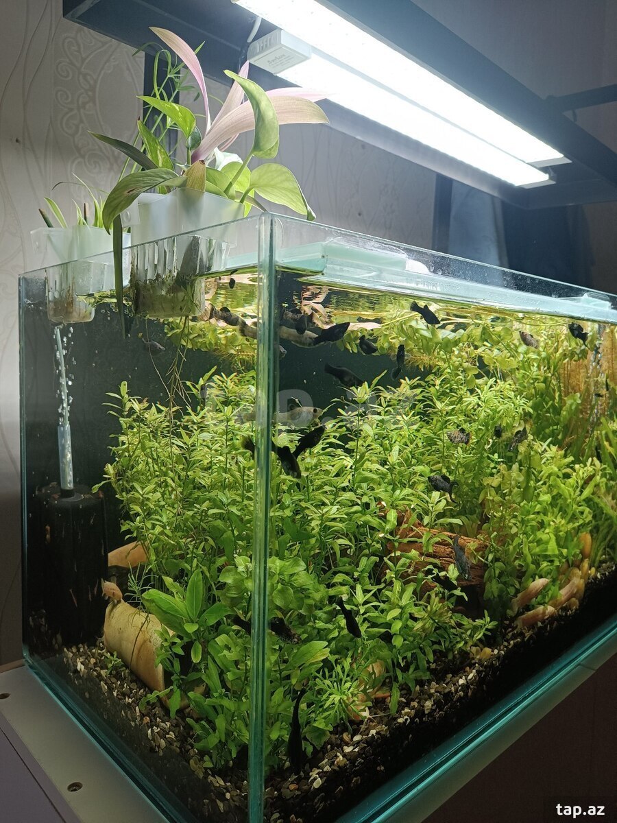 Akvarium