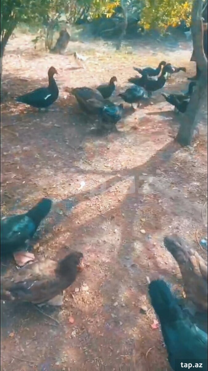 Ördəklər
