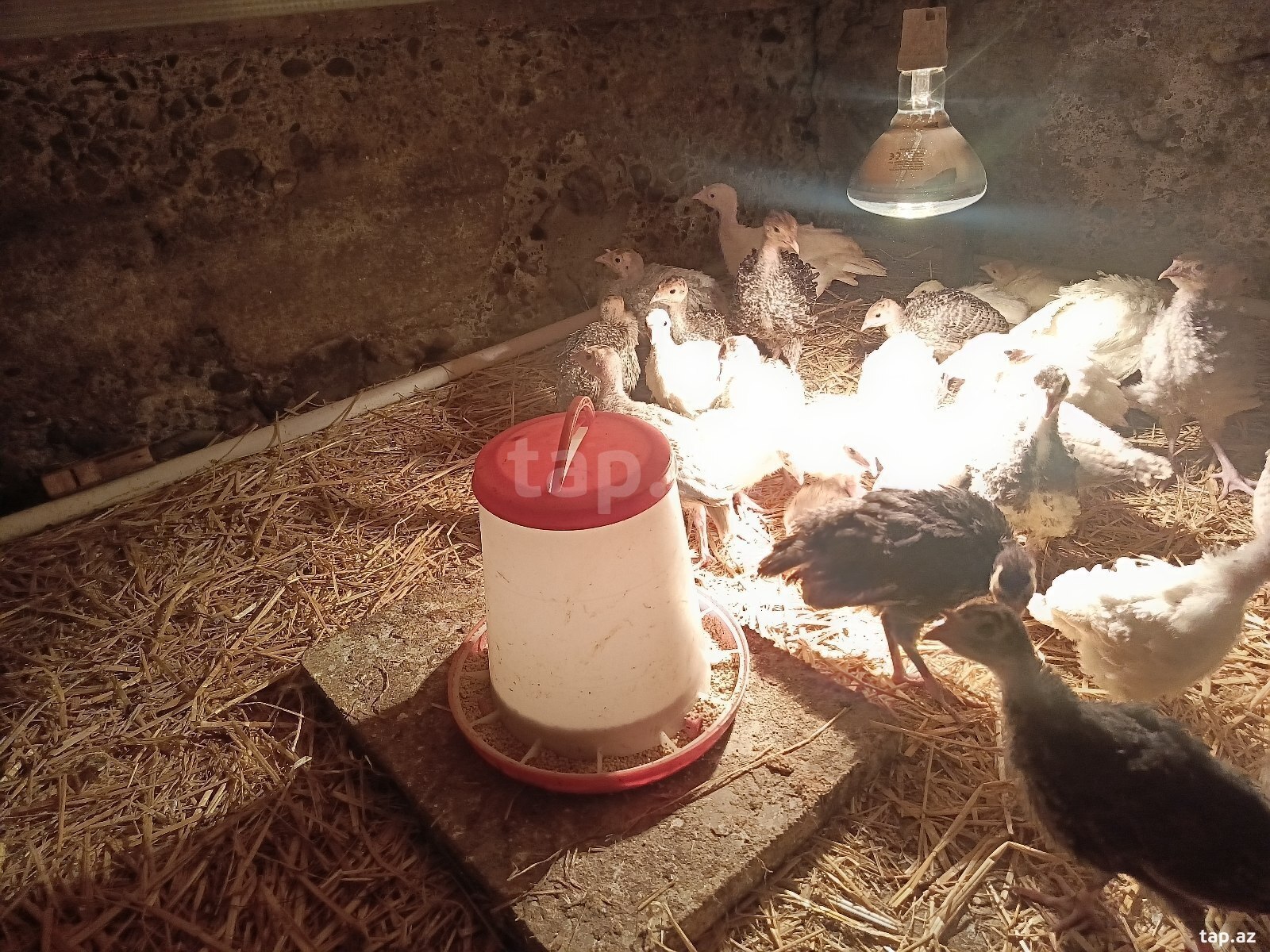 Hinduşka balaları