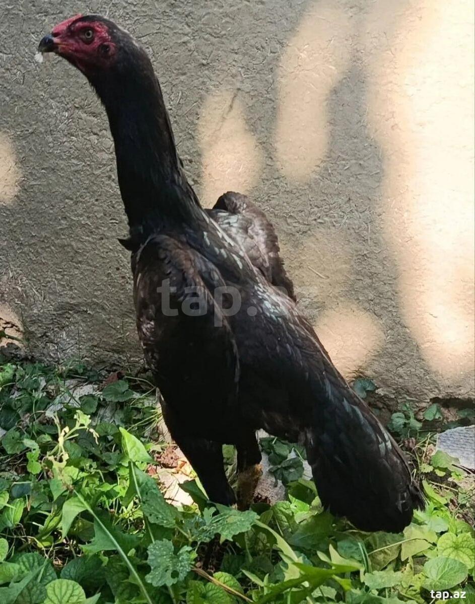 Heyratı fərəsi