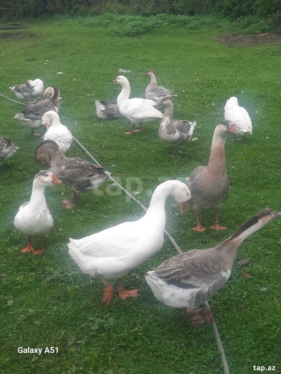 Linda kuban qazları