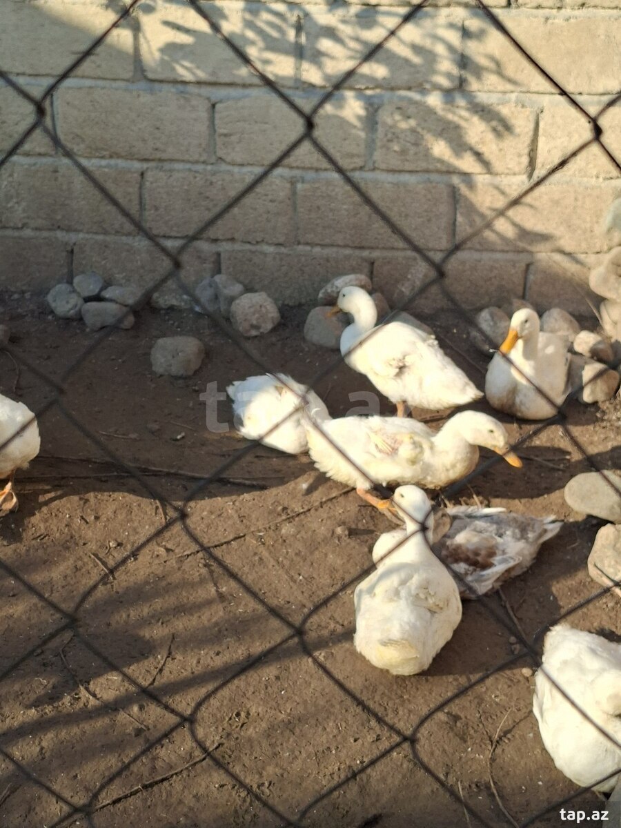 Pekin ördəkləri