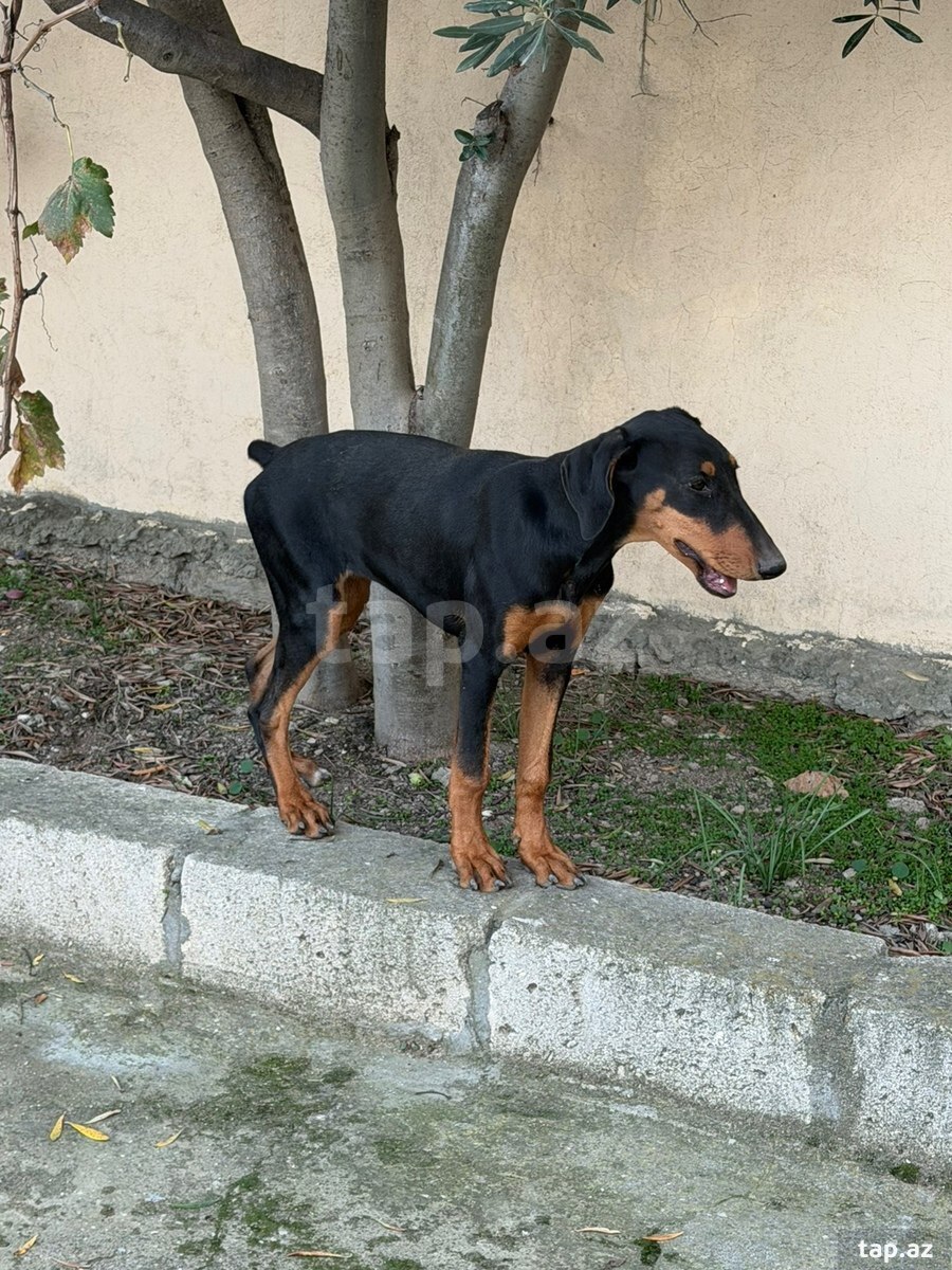 Doberman