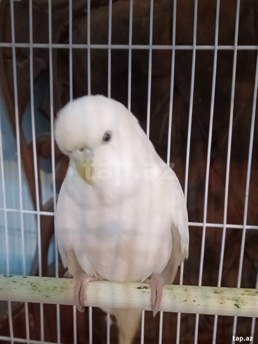 Tutuquşu