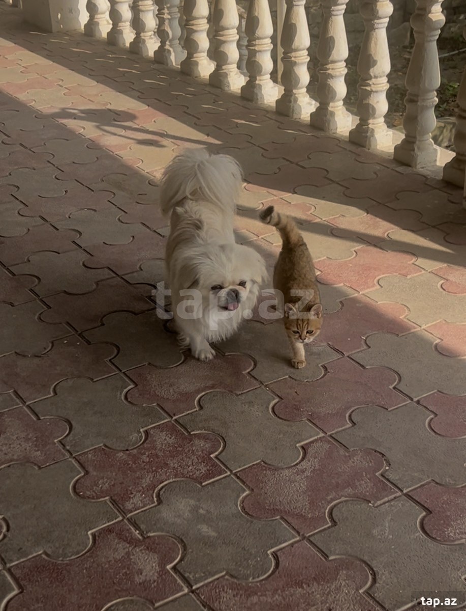 Pekines