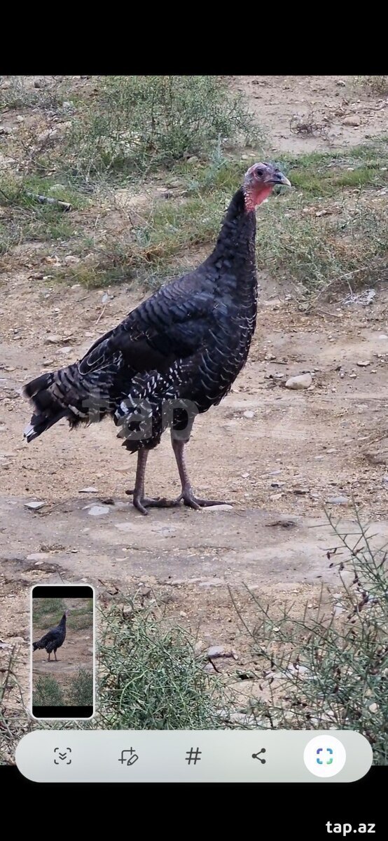 Hinduşkalar