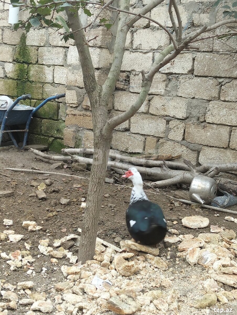 Lal ördəklər
