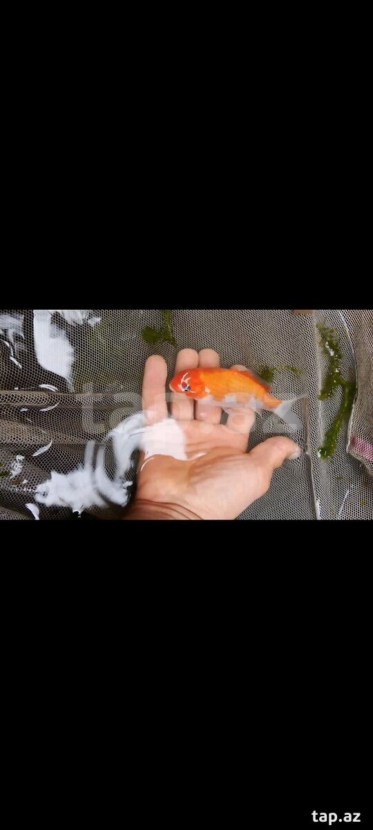 Koi balığı