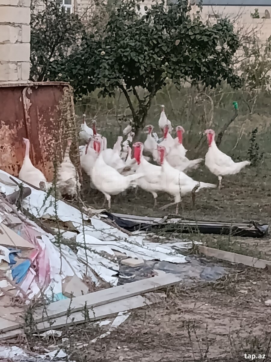 Hinduşkalar