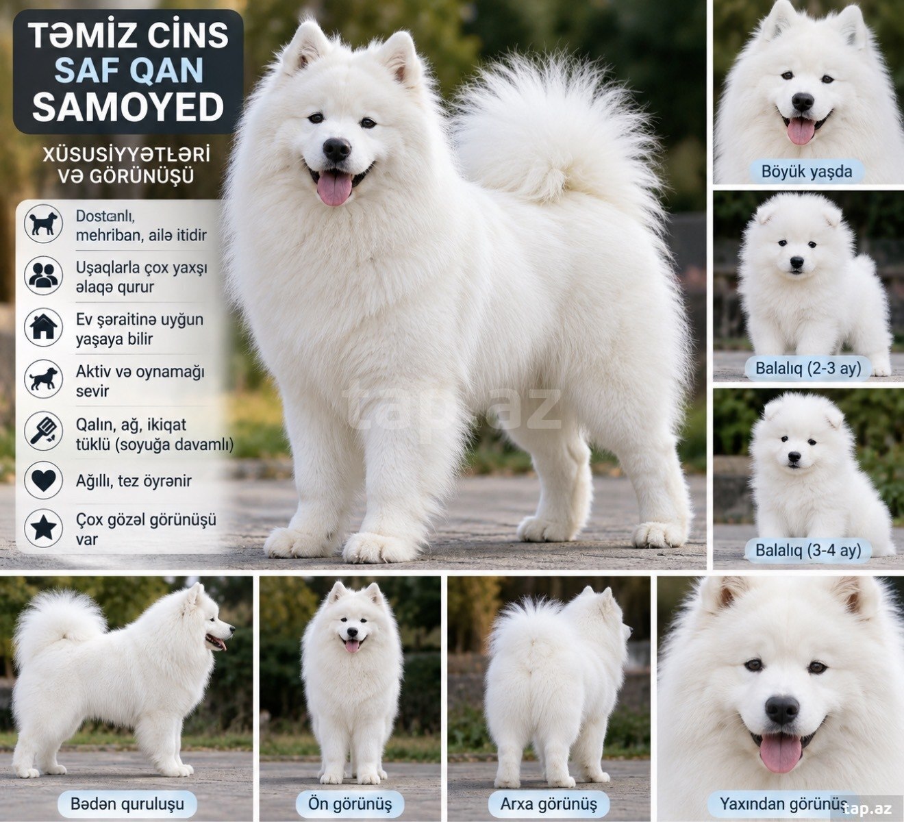 Samoyed balaları