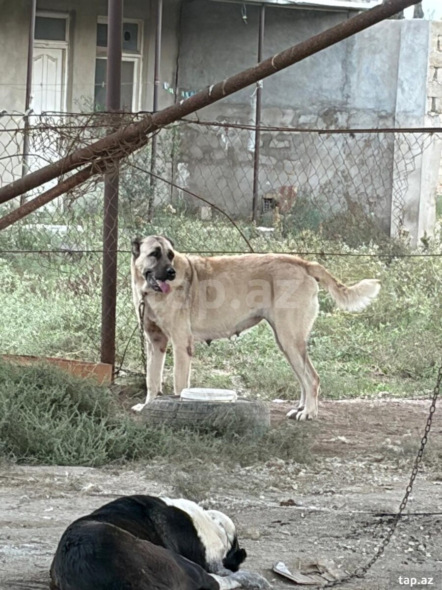 Kanqal