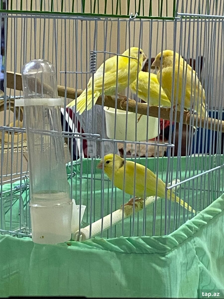 Kanarya
