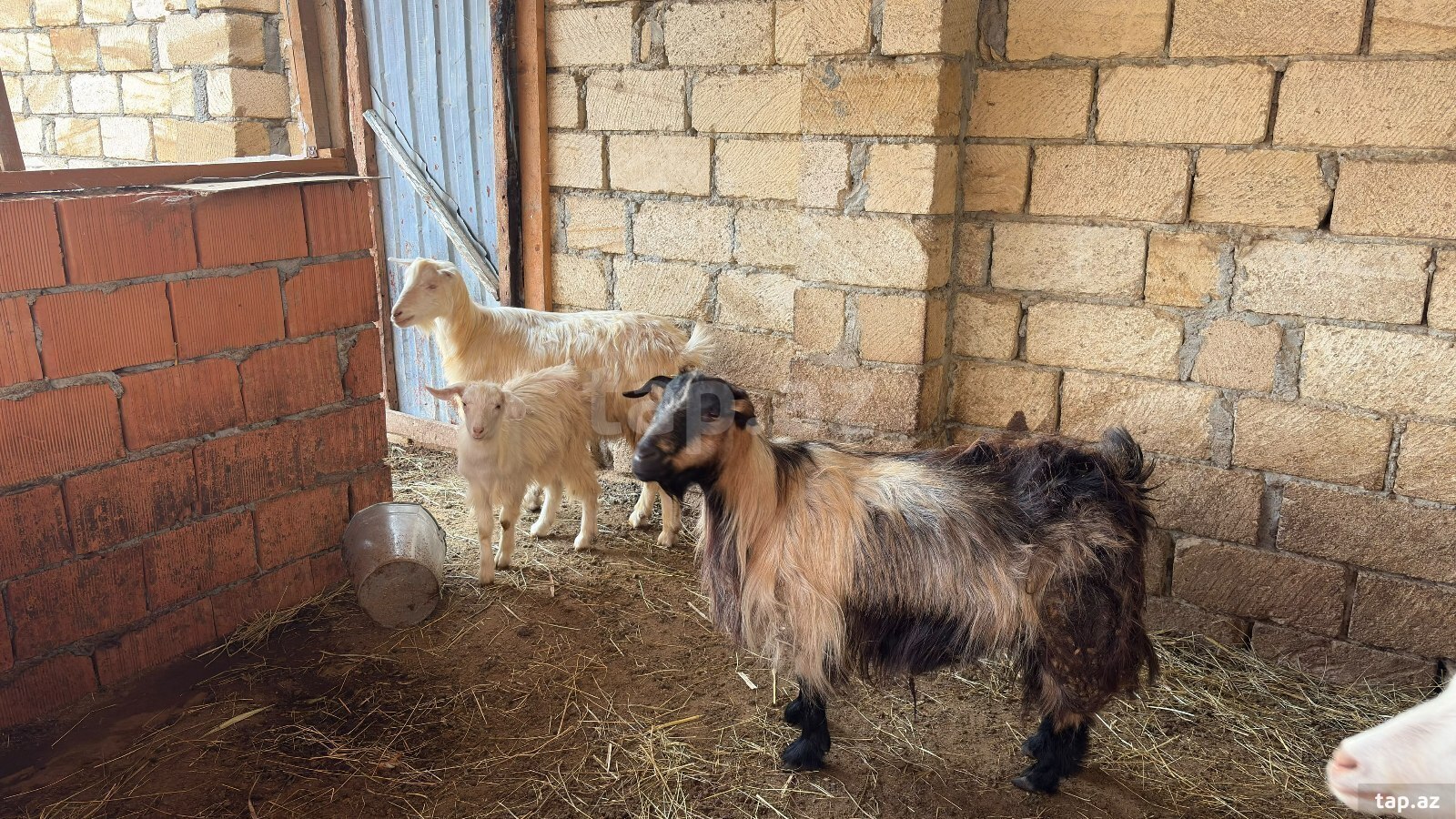 Keçi