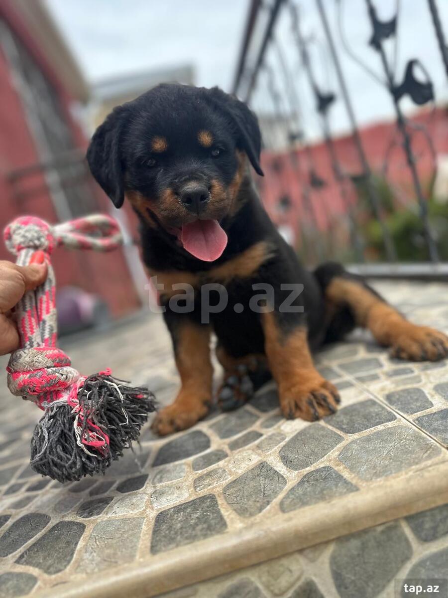 Rotveyler balaları