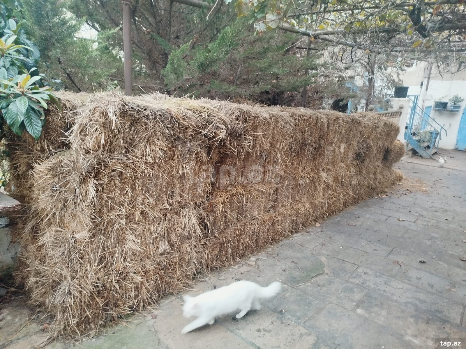 Saman