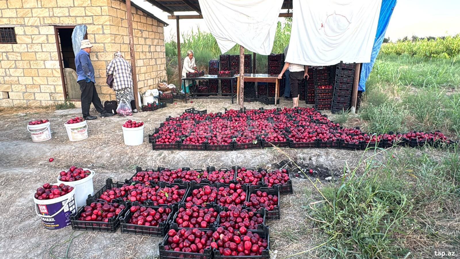 Torpaq satılır, Xaçmaz, Xaçmaz