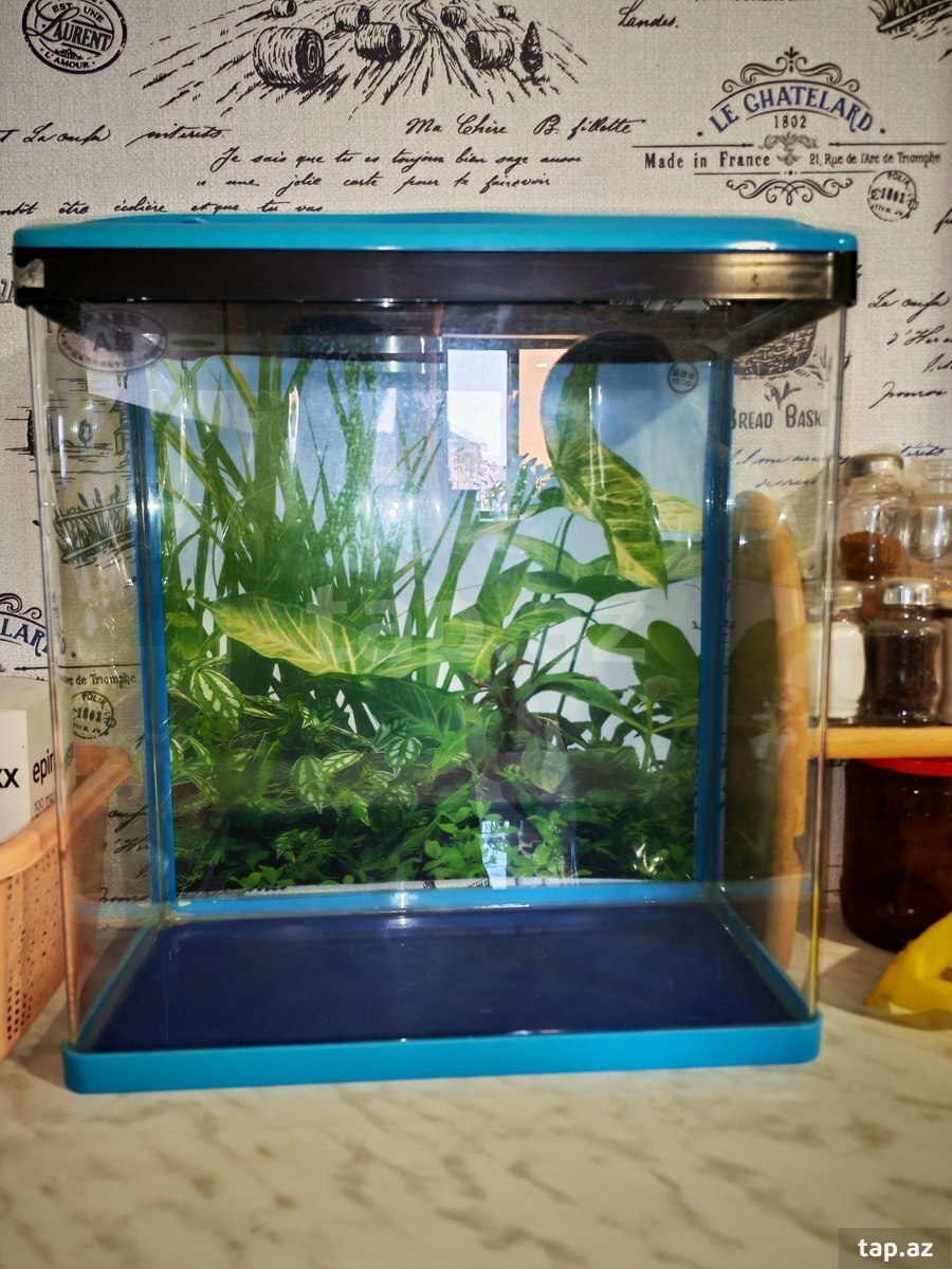 Akvarium