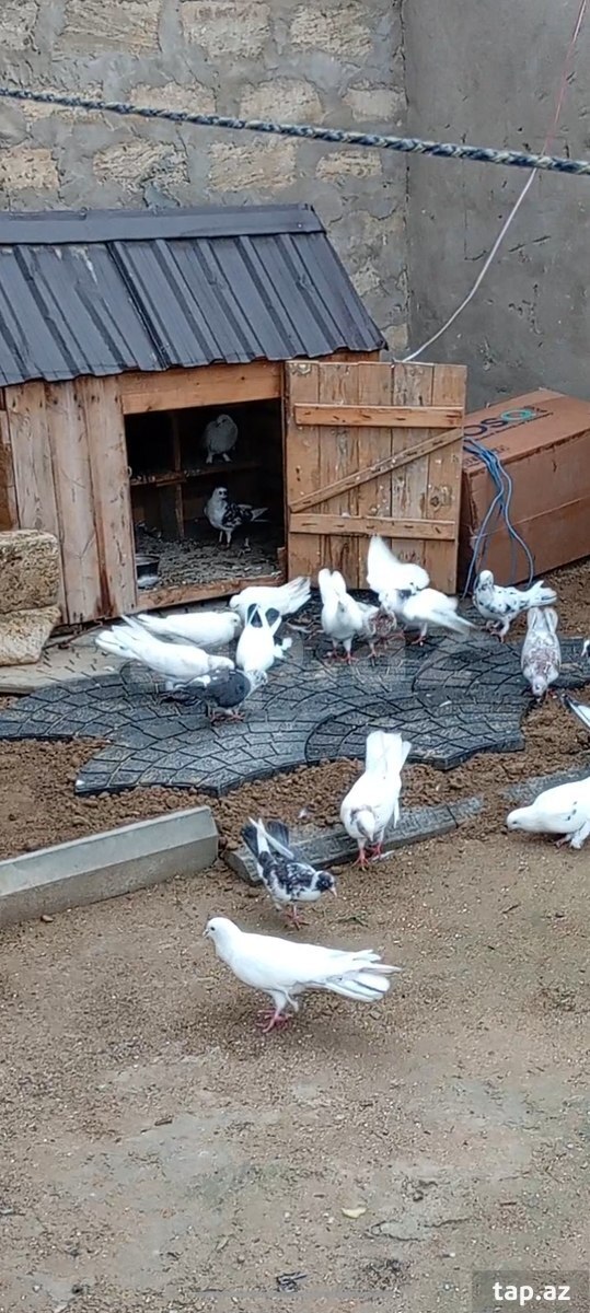 Göyərçinlər