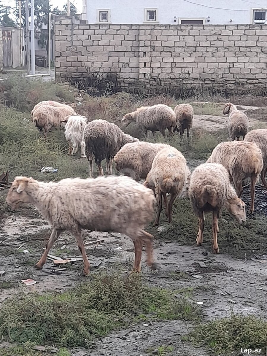 Qoyunlar