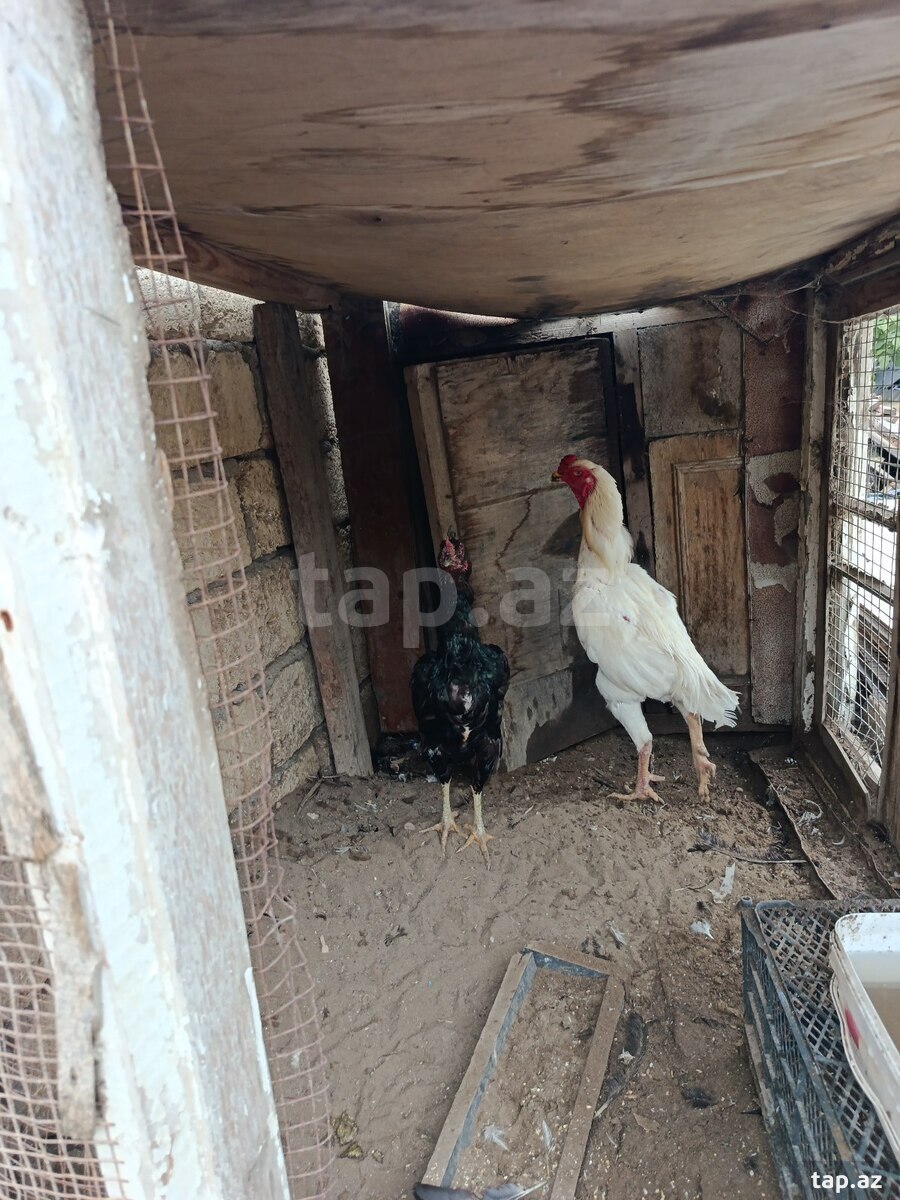 Heyratı