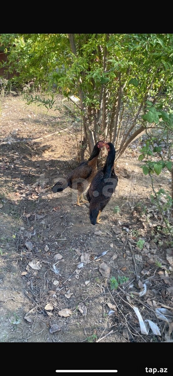 Heyratı fərəsi