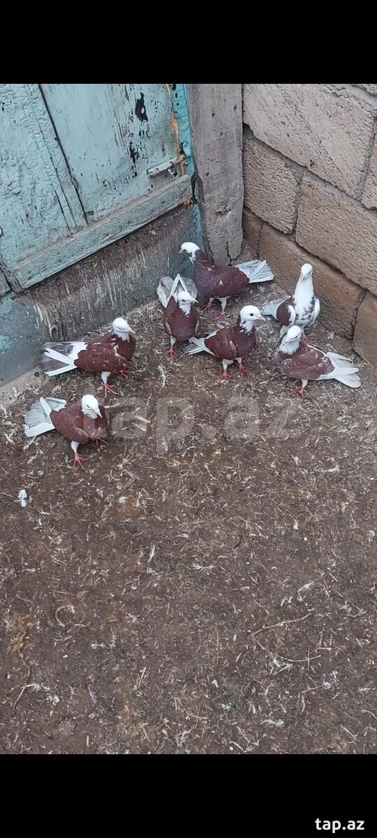 Göyərçinlər