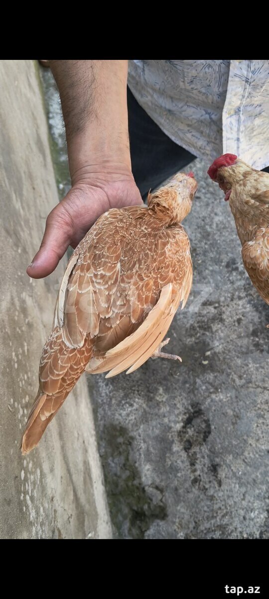 Sibrayt xoruzu
