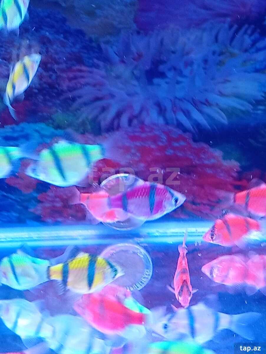 Barbus glo fish