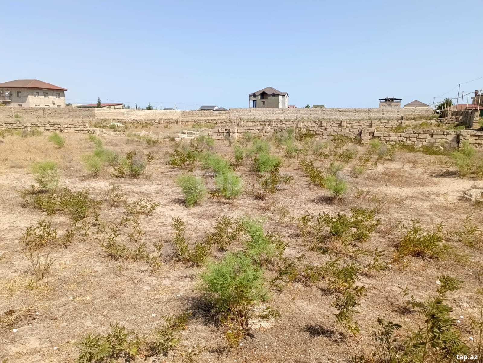 Torpaq satılır, Türkan, Bakı