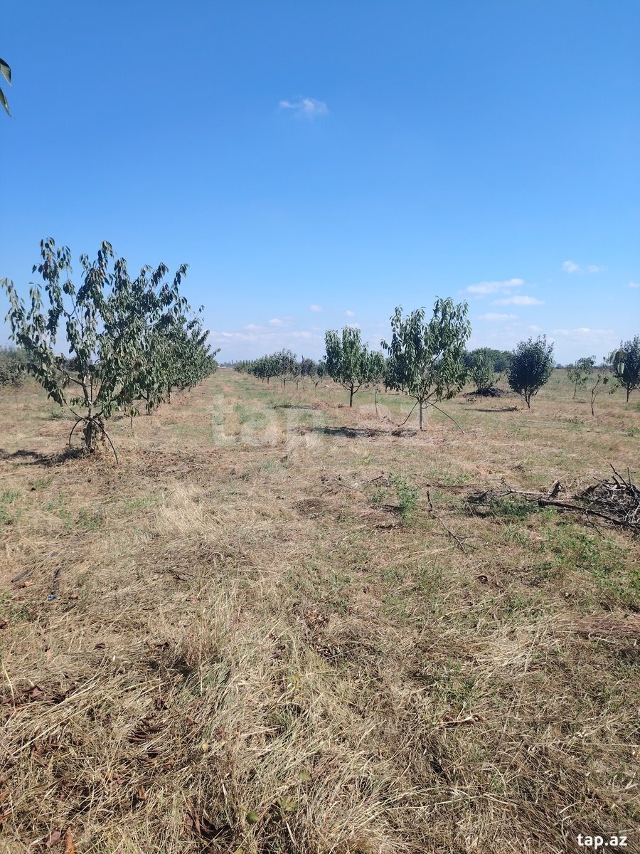 Torpaq satılır, Quba