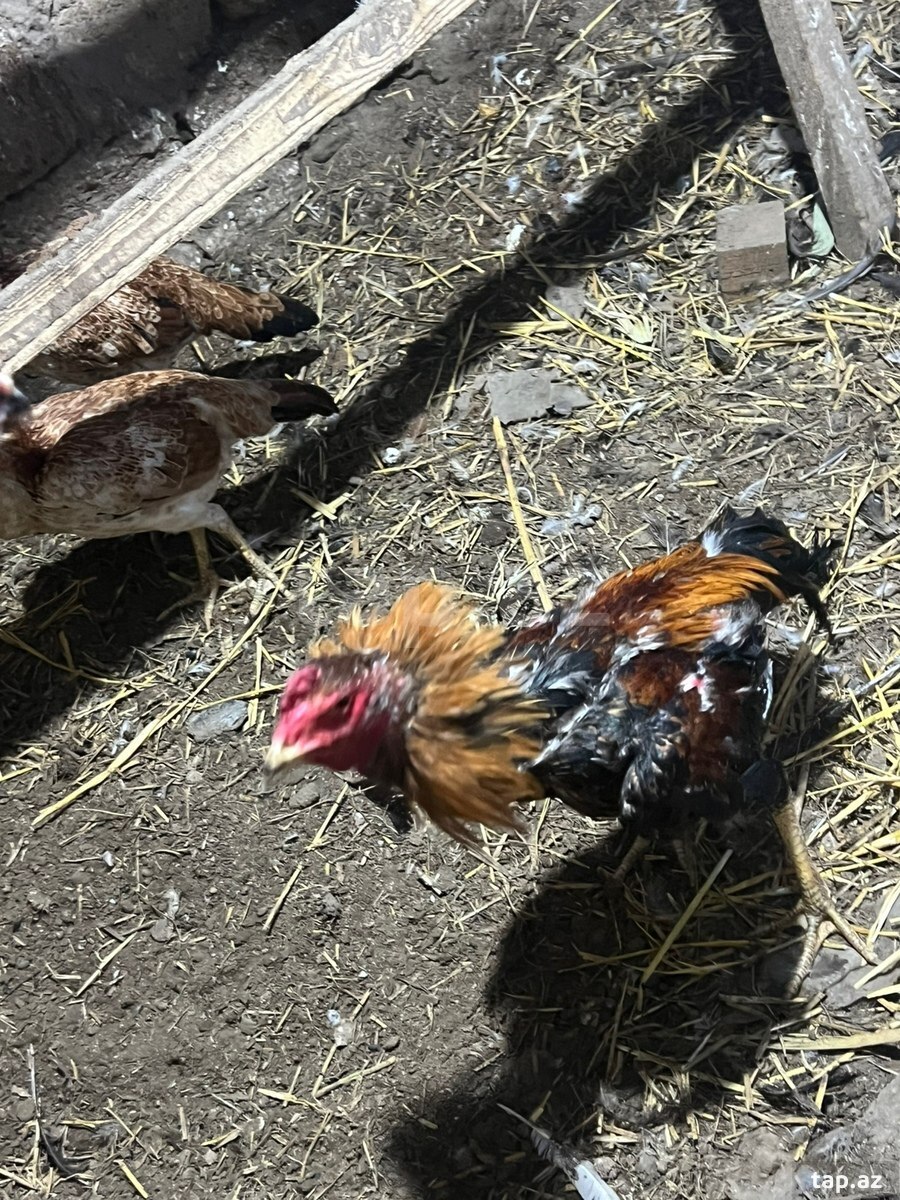 Heyratı