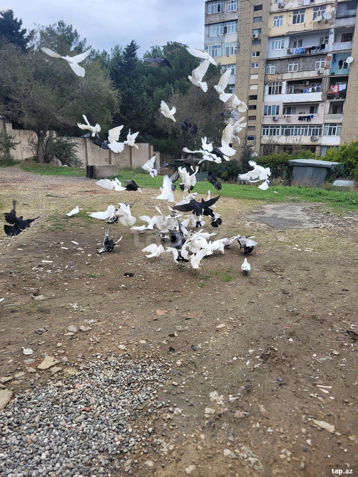 Göyərçinlər