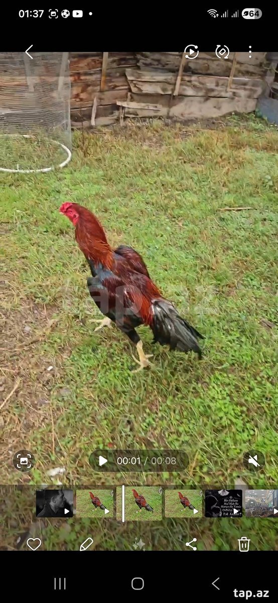 Heyratı xoruz