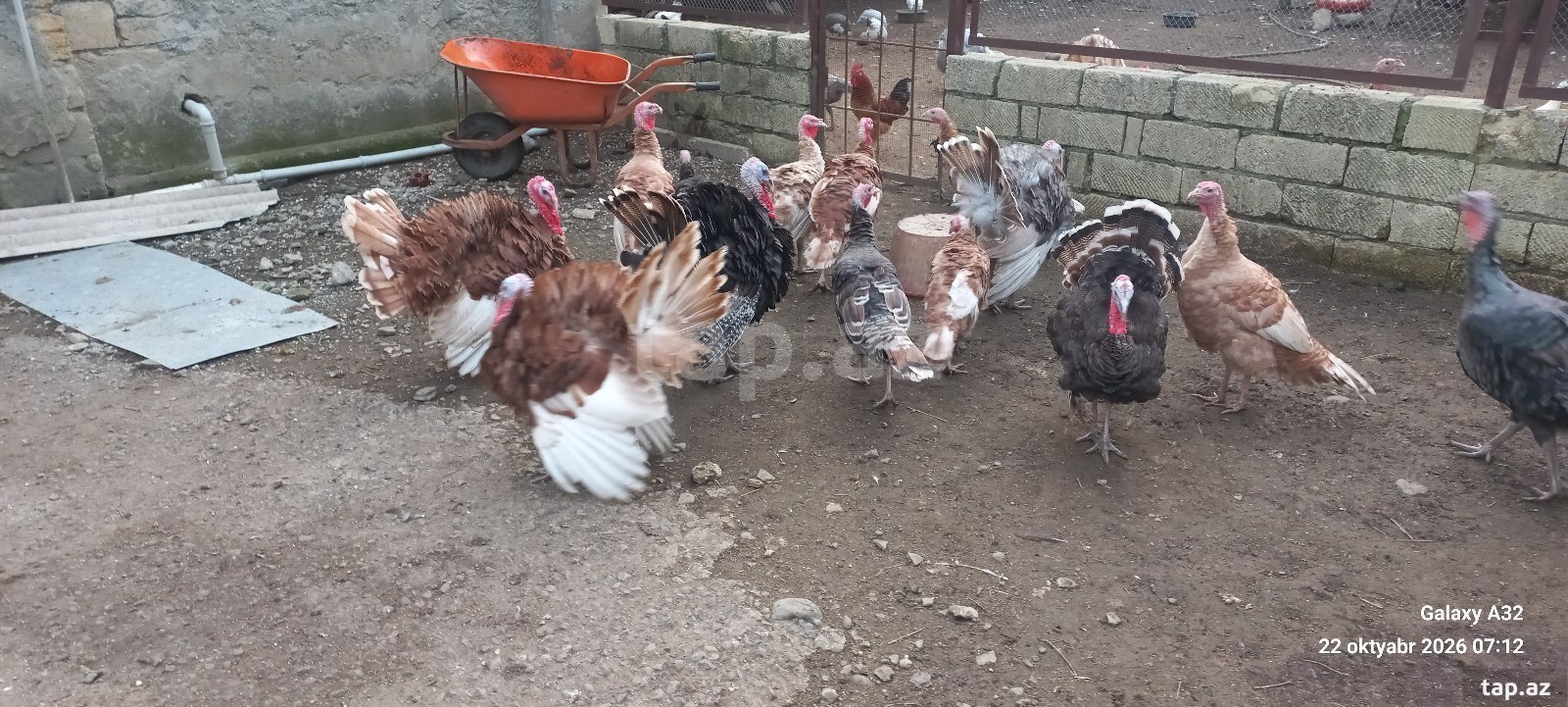 Red Buorbun hinduşkaları
