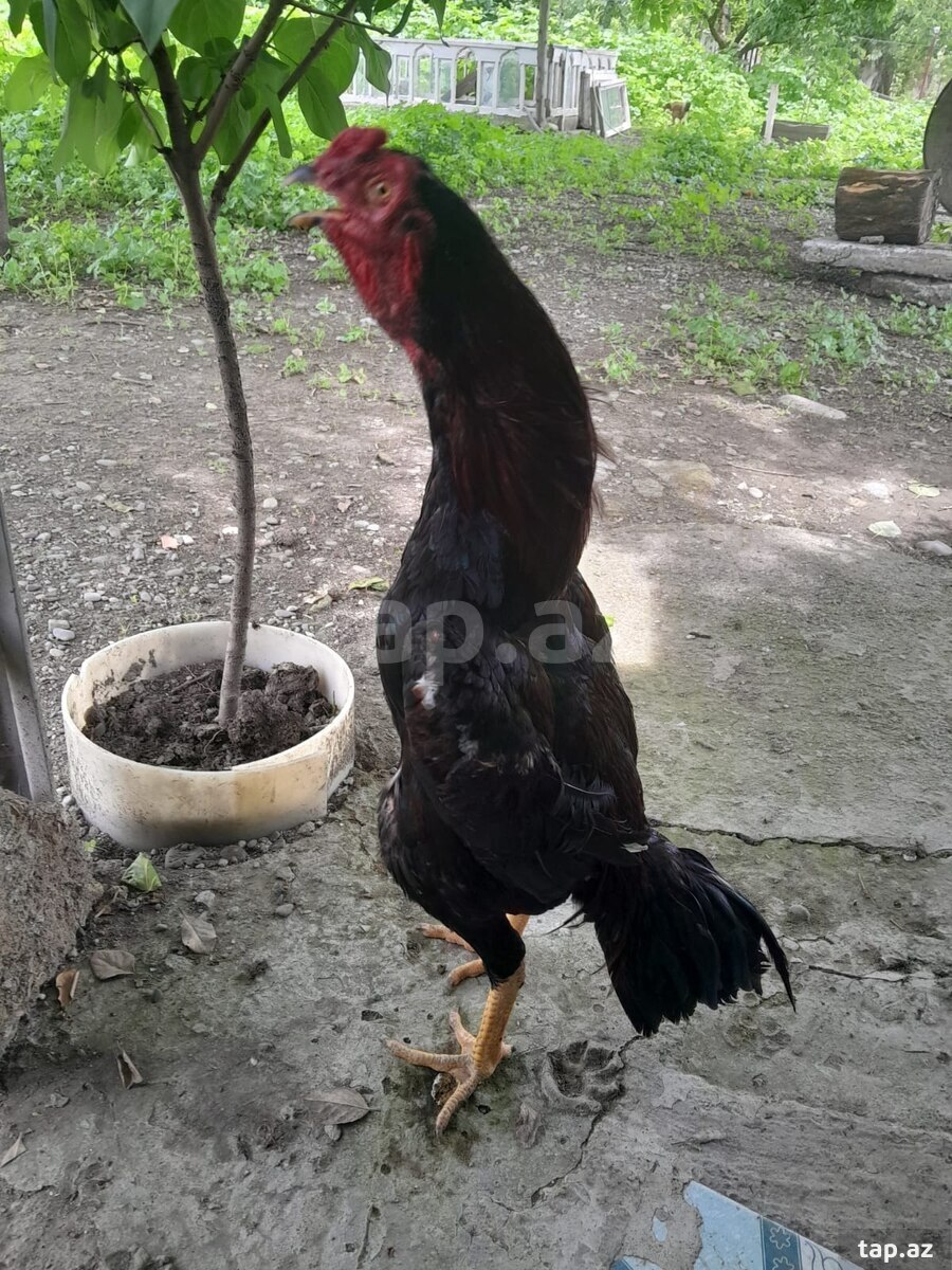 Heyratı