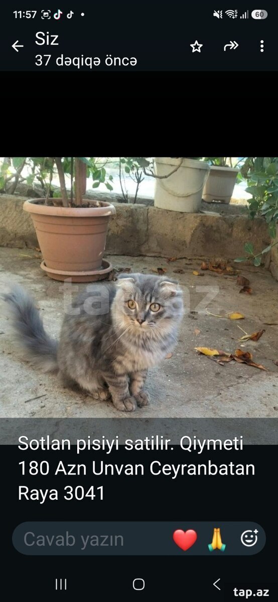 Şotland pişiyi