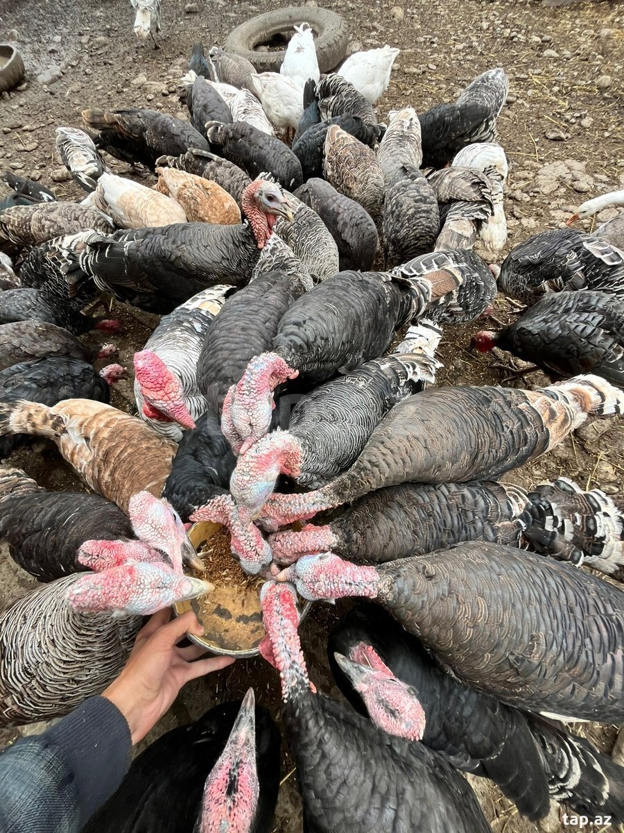 Dağ hinduşkaları