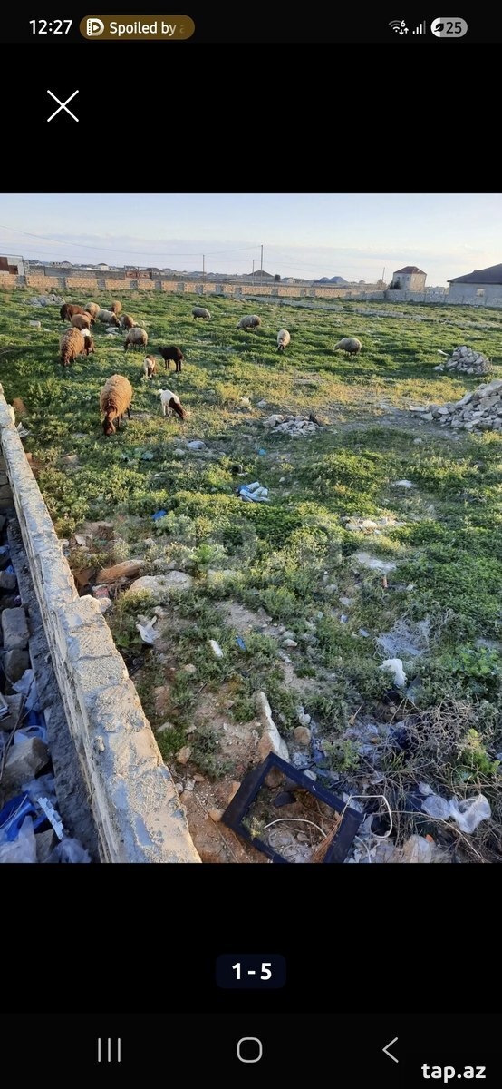 Torpaq satılır, Bilgəh, Bakı