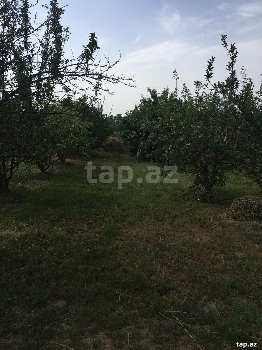 Torpaq satılır, Gödəkli, Xaçmaz