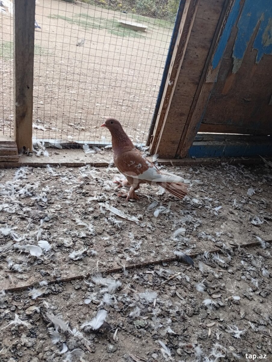Göyərçin
