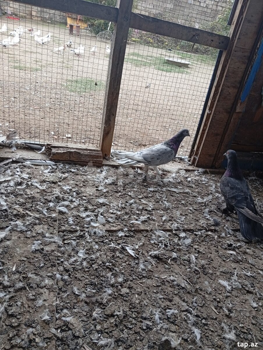 Göyərçin