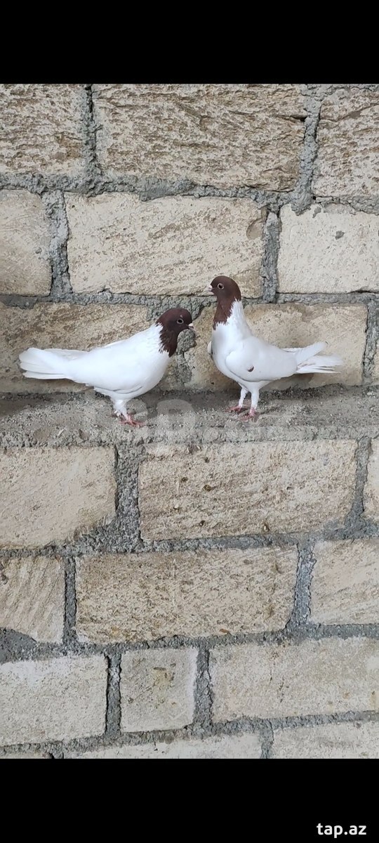 Göyərçinlər
